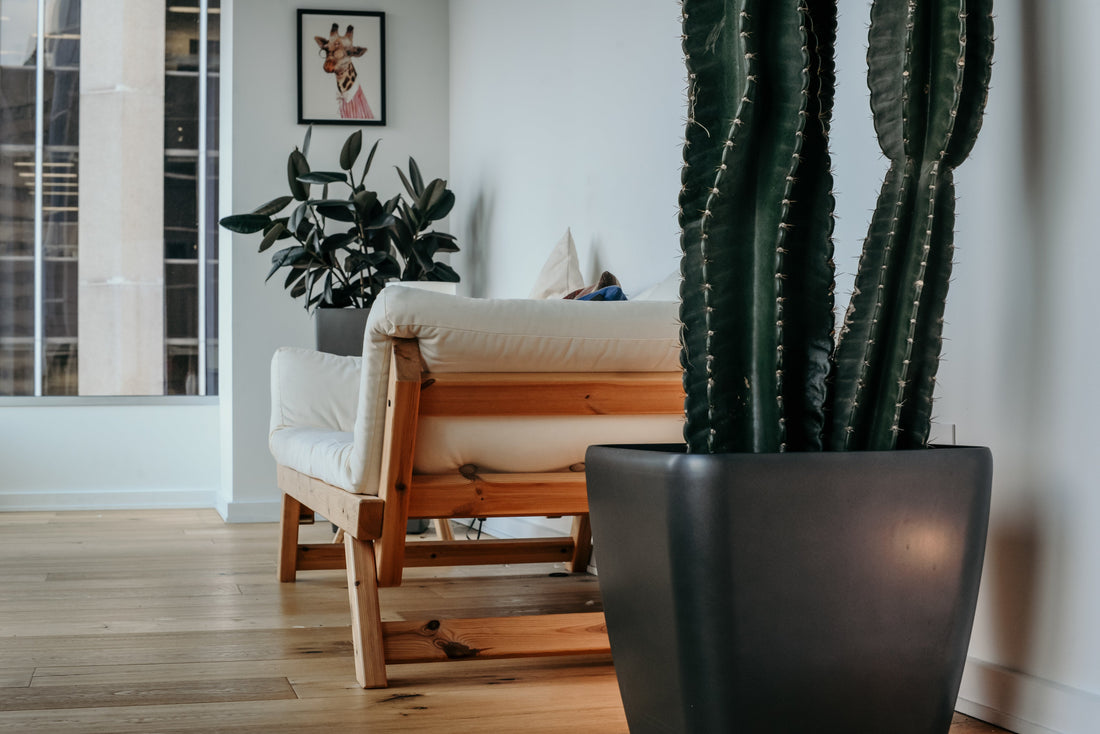 apartment room with chair and plants 