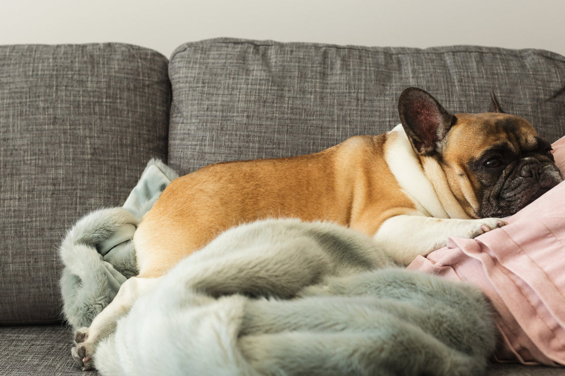 bulldog lying on sofa